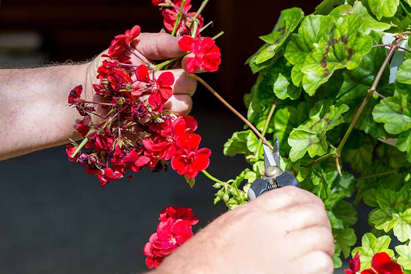 A person is seen deadheading vibrant annual flowers in a garden, preparing the plants for the upcoming fall season.