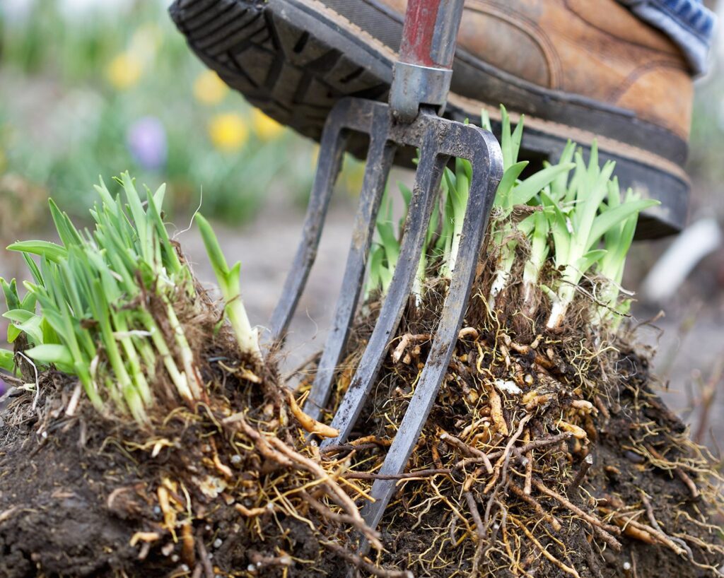 Person carefully dividing overgrown perennials with a garden trowel, preparing the plants for replanting to promote healthy growth.