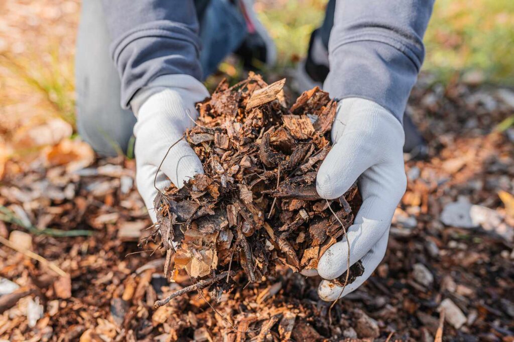 Person collecting fallen leaves to create a natural mulch layer on the ground