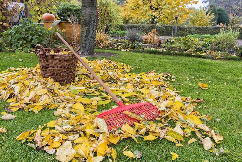 Fallen leaves in vibrant autumn colors cover the ground in a garden, with a bucket and garden sweeper nearby, ready for cleanup.