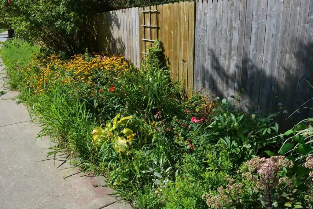 overgrown garden beds