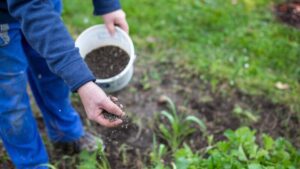 Person spreading fertilizer on a lawn to prepare it for winter, highlighting essential winter lawn care tips for maintaining healthy grass during the colder months.